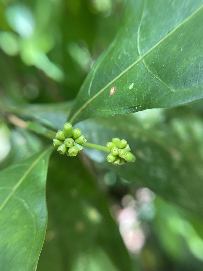 Appunia guatemalensis photo 4