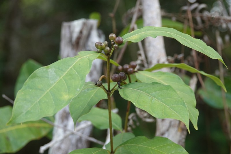 Appunia guatemalensis photo 5