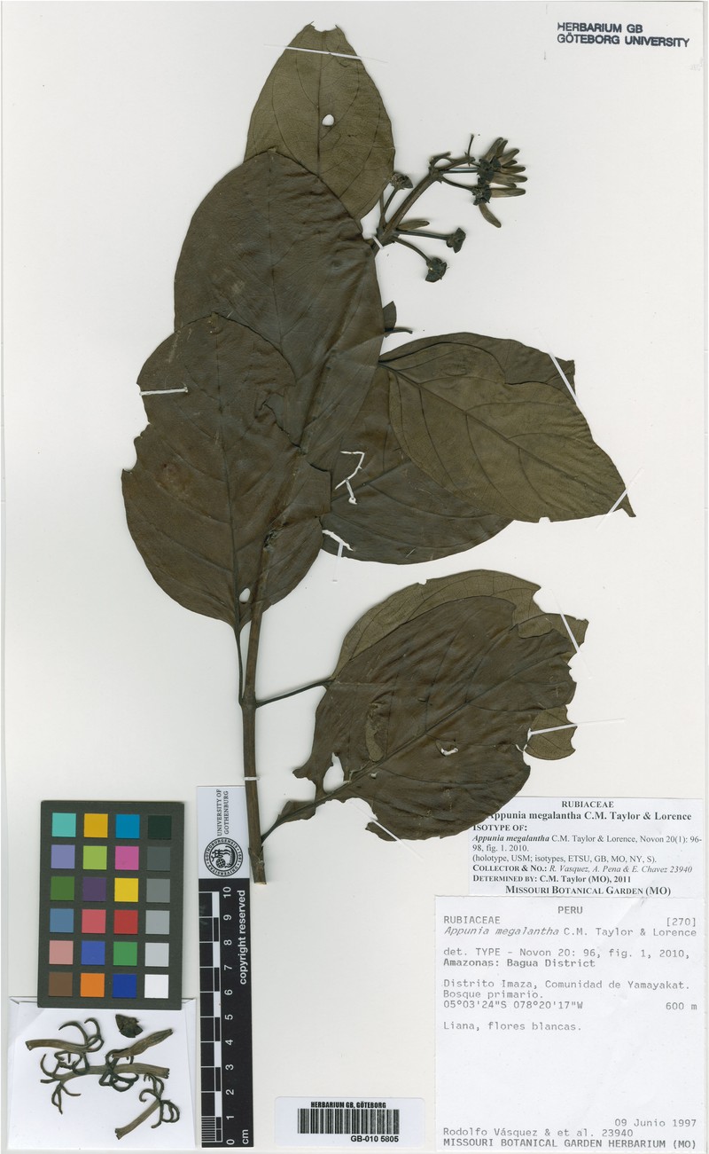 Appunia megalantha