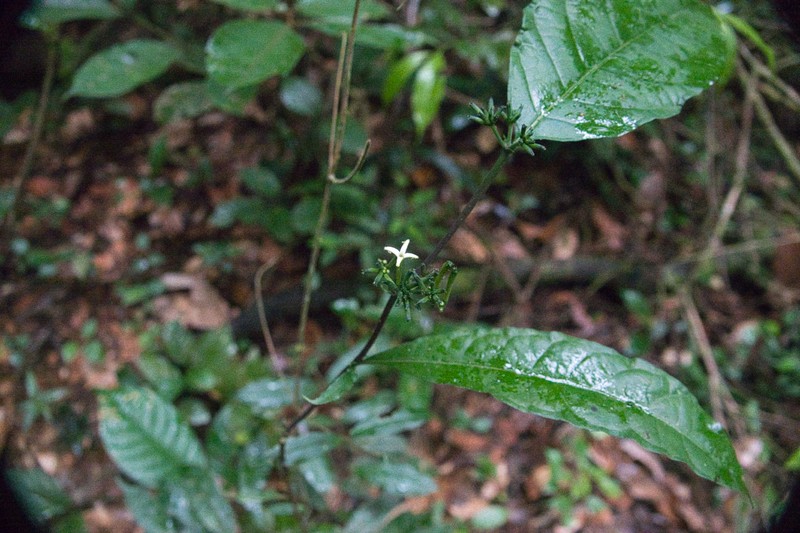 Appunia morindoides
