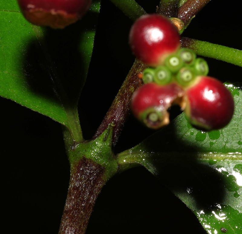 Appunia morindoides photo 2