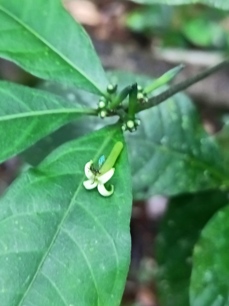 Appunia morindoides photo 3