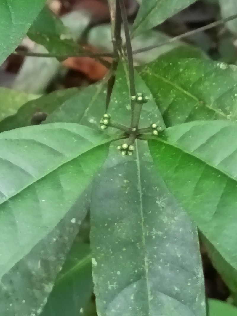 Appunia morindoides photo 4