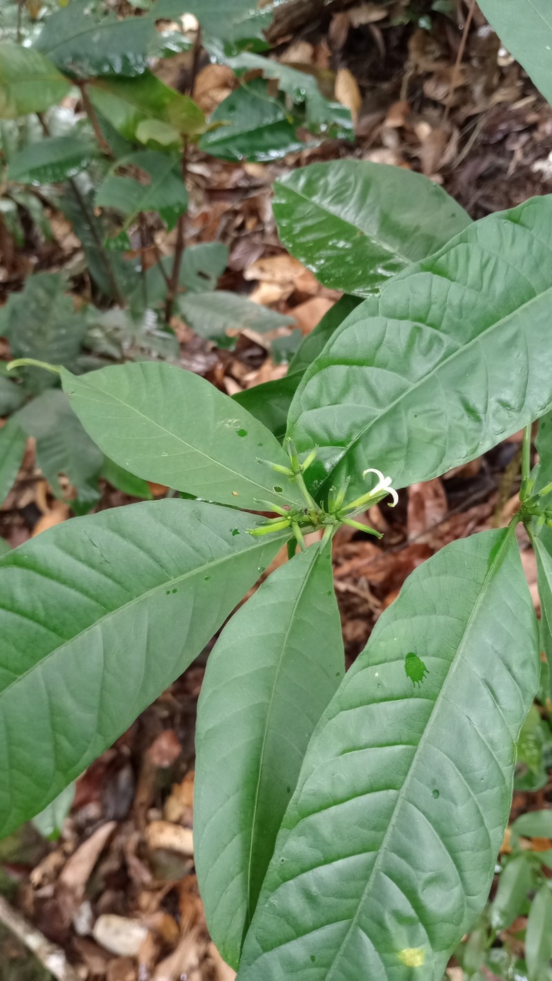 Appunia morindoides photo 5