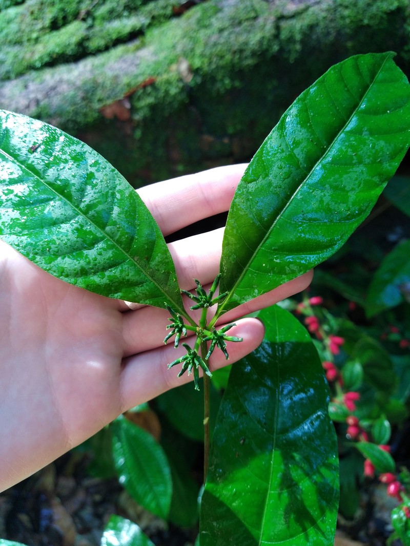 Appunia morindoides photo 6