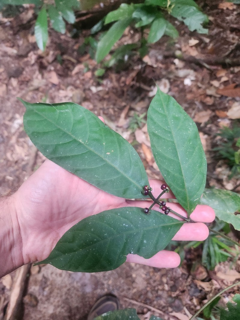 Appunia morindoides photo 7