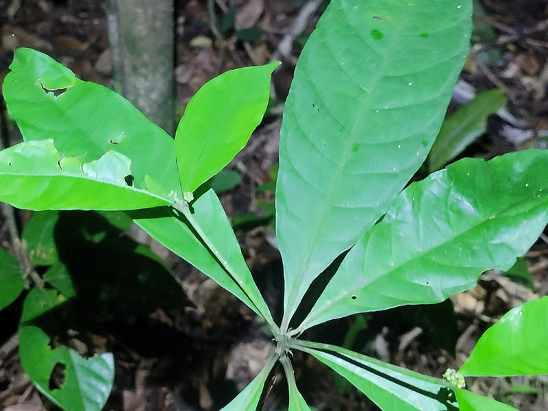 Appunia morindoides photo 8