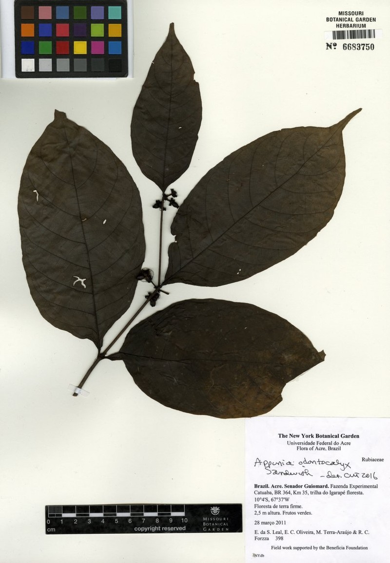 Appunia odontocalyx