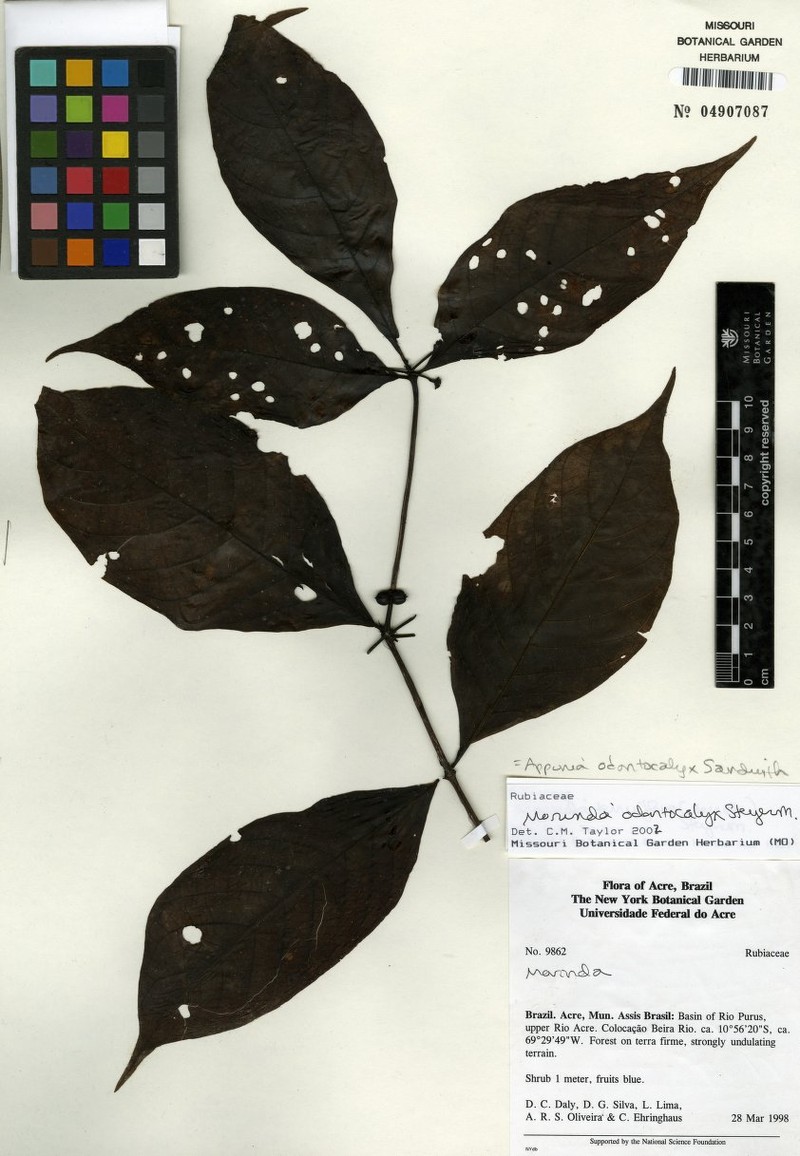 Appunia odontocalyx photo 2