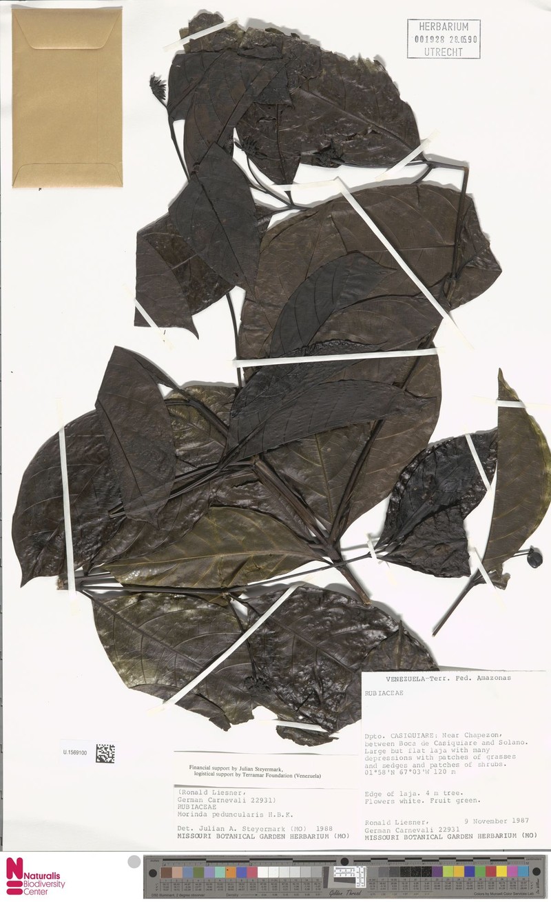 Appunia peduncularis