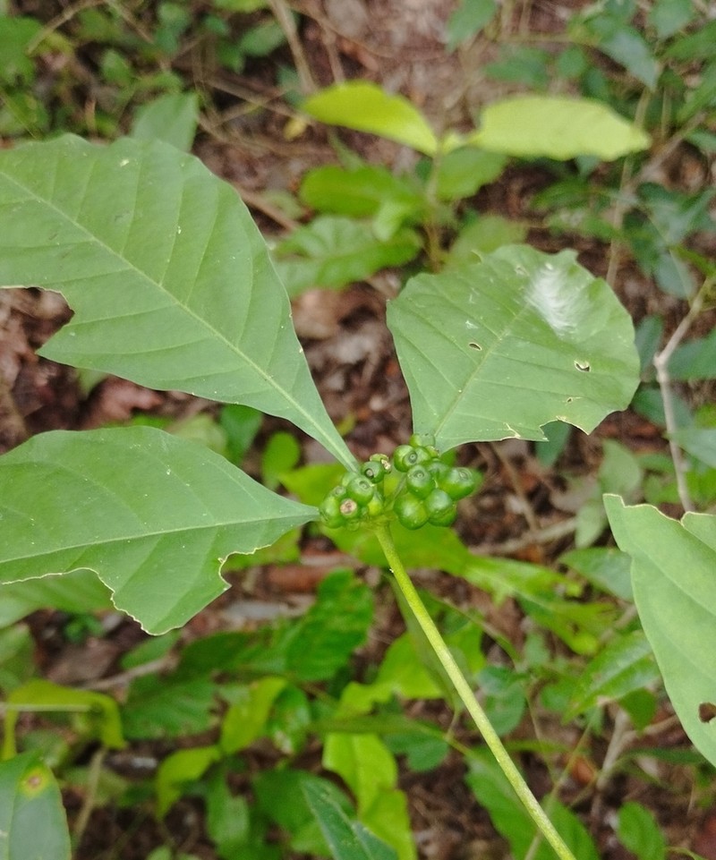 Appunia seibertii