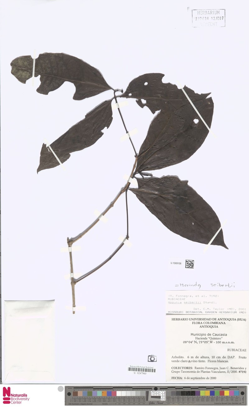 Appunia seibertii