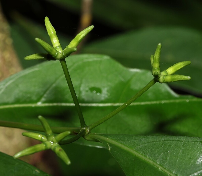 Appunia tenuiflora