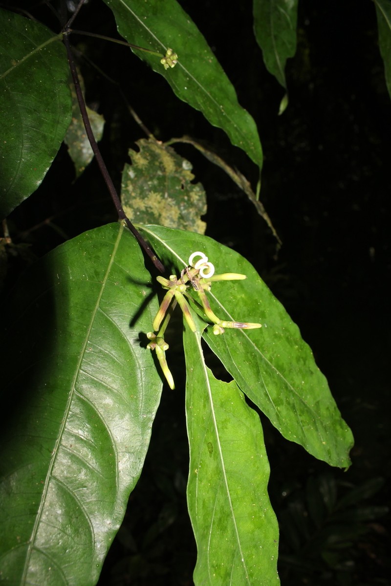 Appunia tenuiflora photo 2