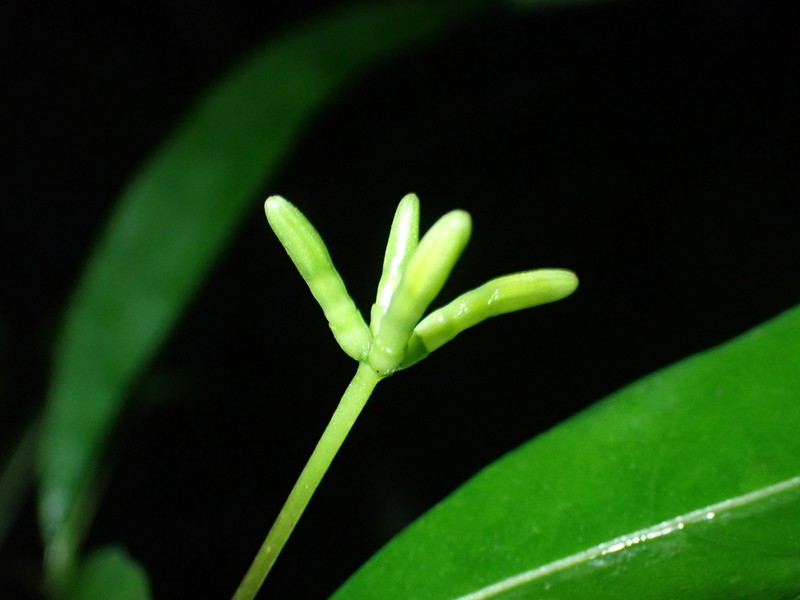 Appunia tenuiflora photo 3