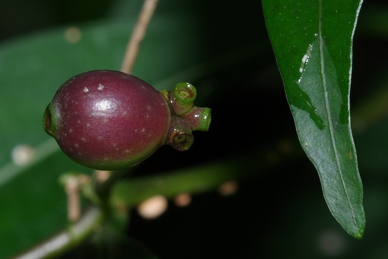 Appunia tenuiflora photo 4