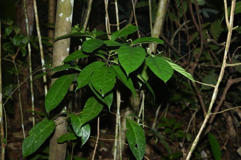 Appunia tenuiflora photo 5