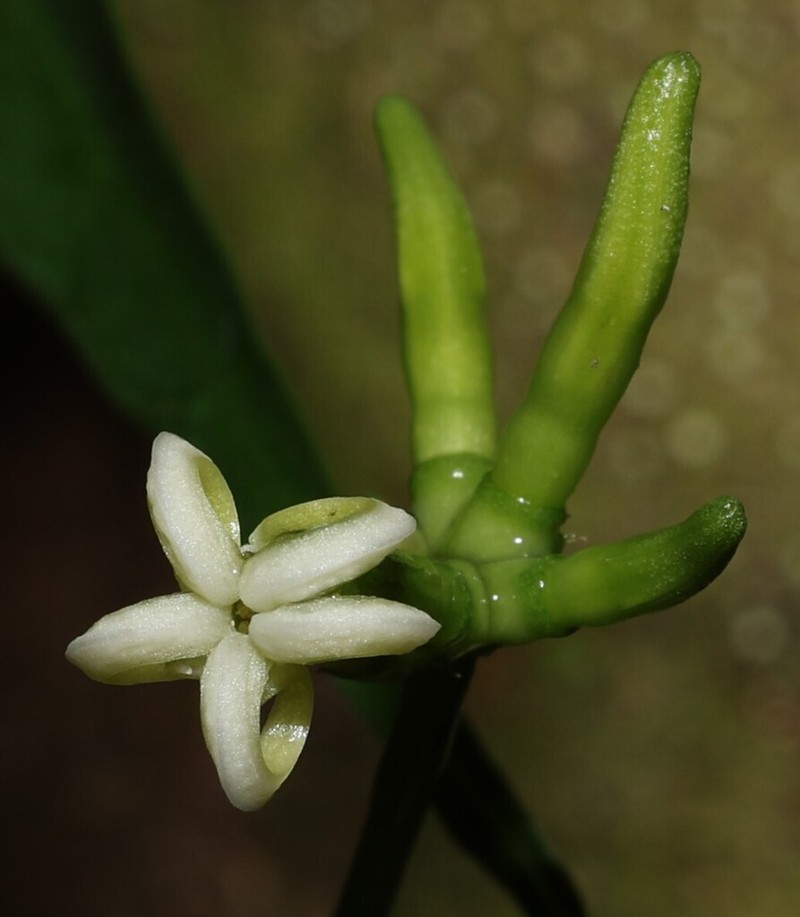 Appunia tenuiflora photo 6