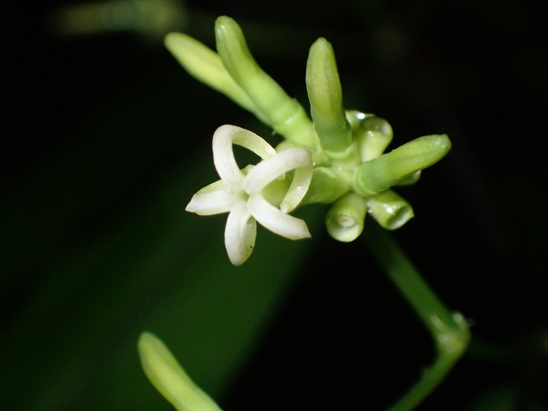 Appunia tenuiflora photo 7