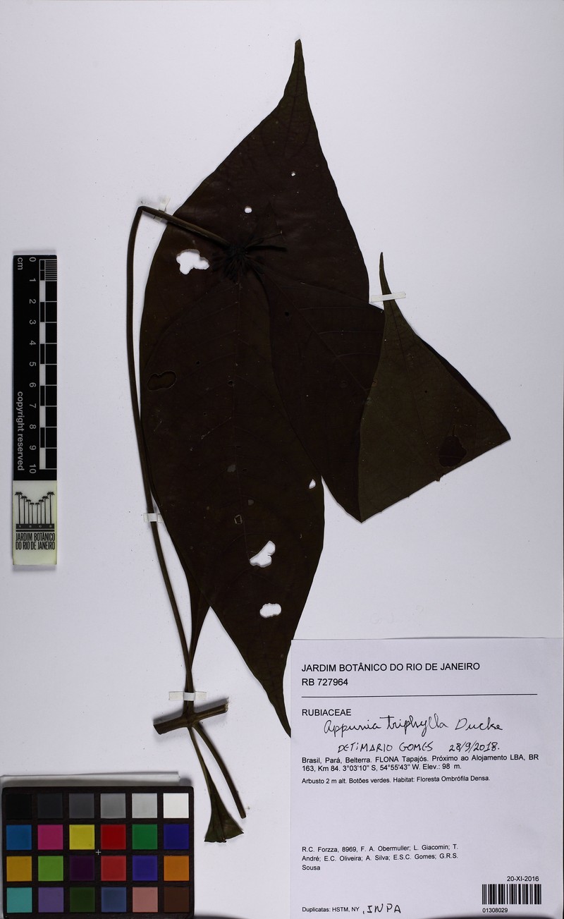 Appunia triphylla