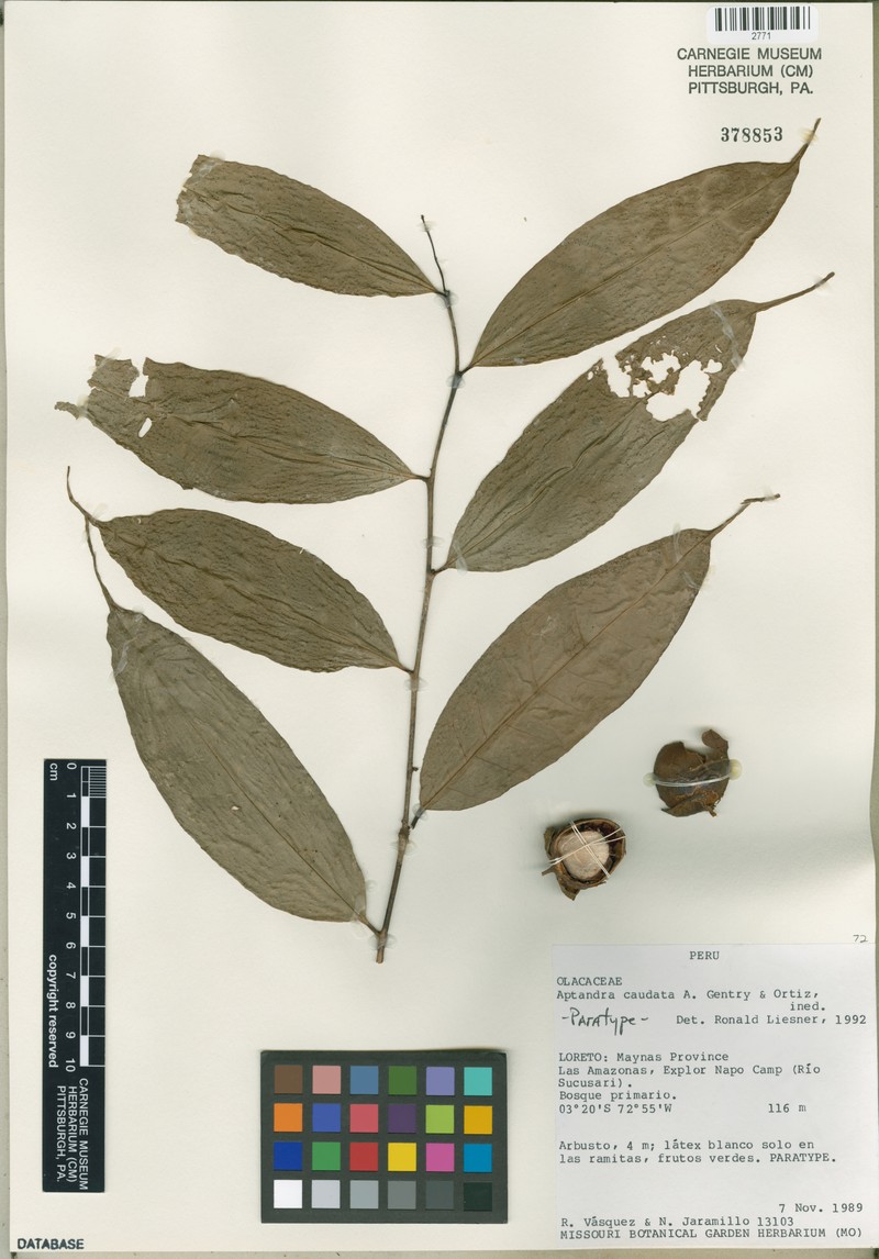 Aptandra caudata