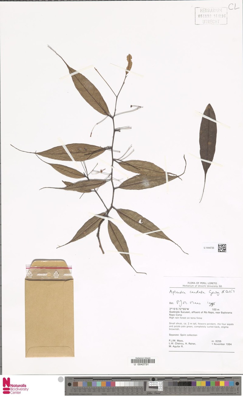 Aptandra caudata photo 2