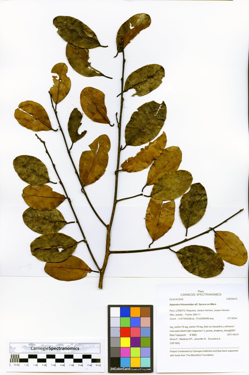 Aptandra liriosmoides