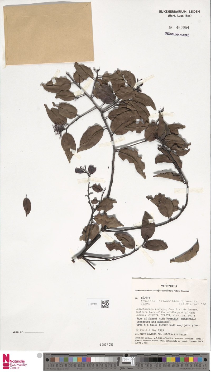 Aptandra liriosmoides photo 2