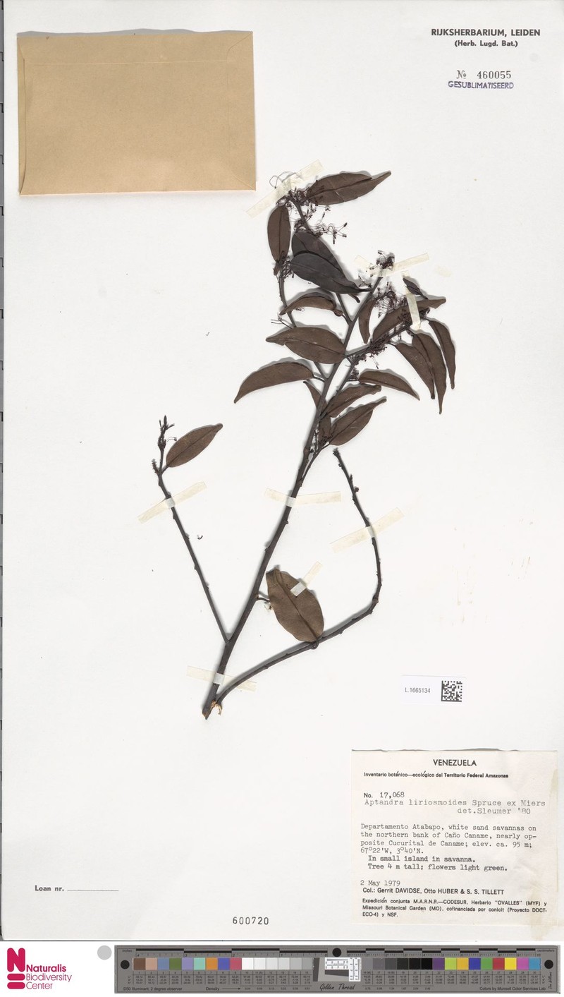 Aptandra liriosmoides photo 3