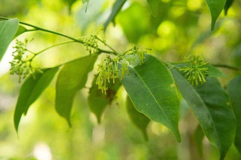 Aptandra tubicina
