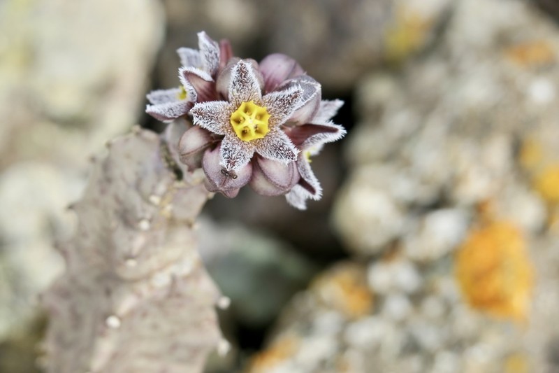 Apteranthes burchardii