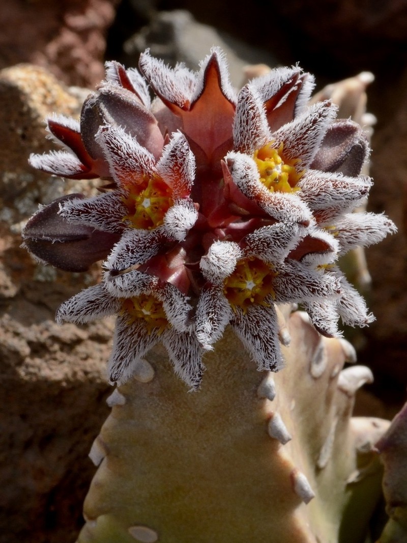 Apteranthes burchardii photo 2