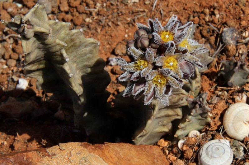 Apteranthes burchardii photo 3
