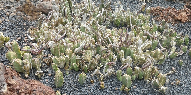 Apteranthes burchardii photo 5