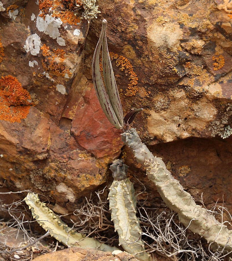 Apteranthes burchardii photo 6
