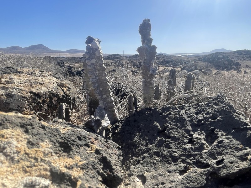 Apteranthes burchardii photo 8