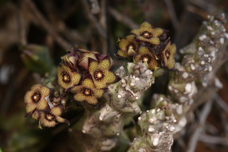 Apteranthes europaea photo 2