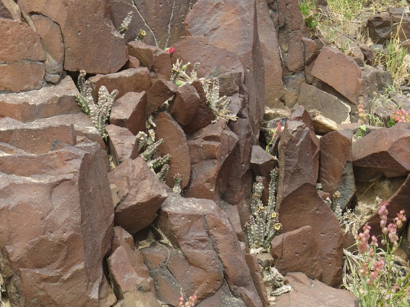 Apteranthes europaea photo 3