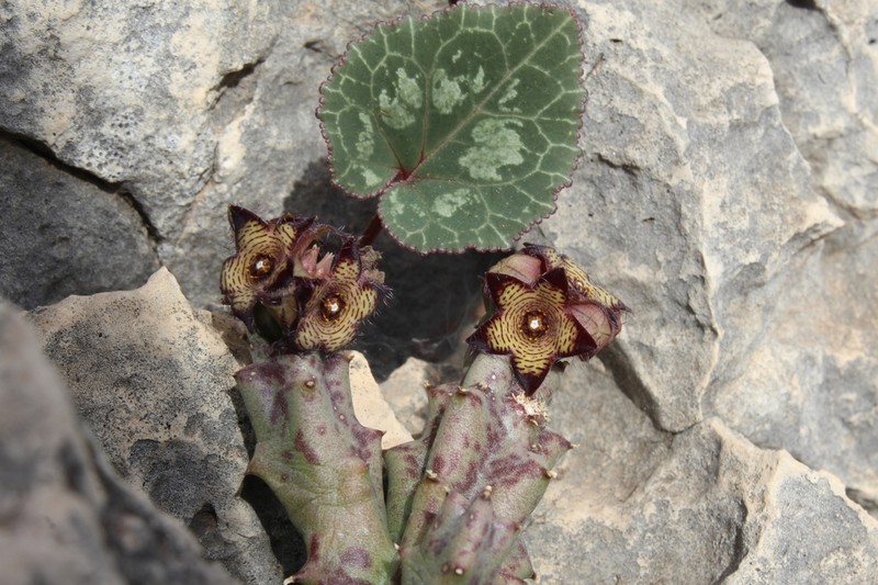 Apteranthes europaea photo 4