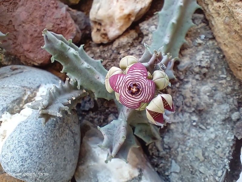 Apteranthes europaea photo 5