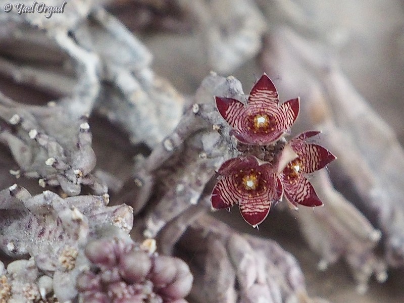 Apteranthes europaea photo 6