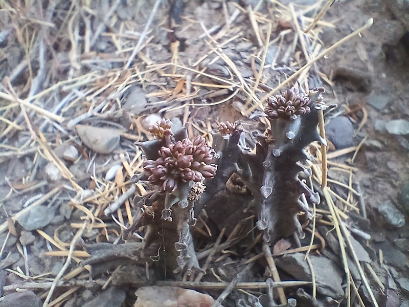 Apteranthes europaea photo 7