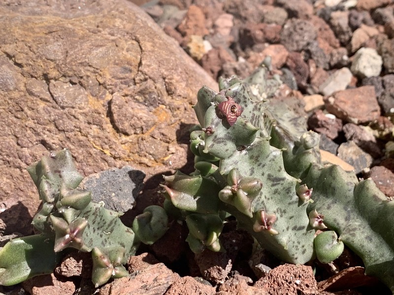 Apteranthes europaea subsp. europaea