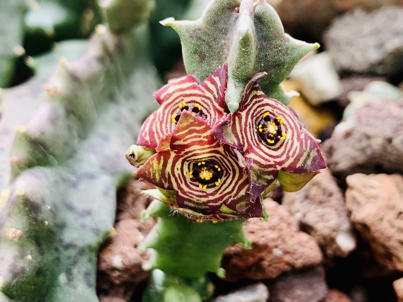 Apteranthes europaea subsp. europaea photo 2