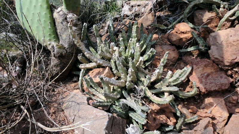 Apteranthes joannis photo 2