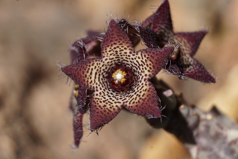 Apteranthes joannis photo 3