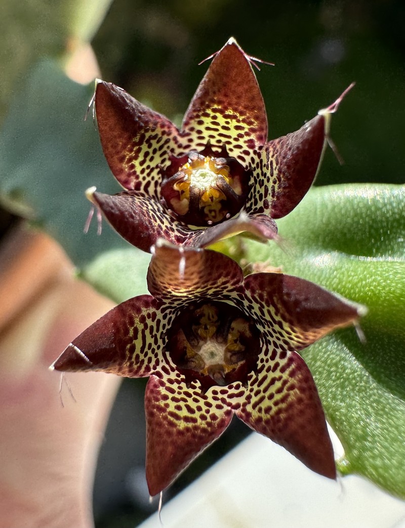 Apteranthes joannis photo 5