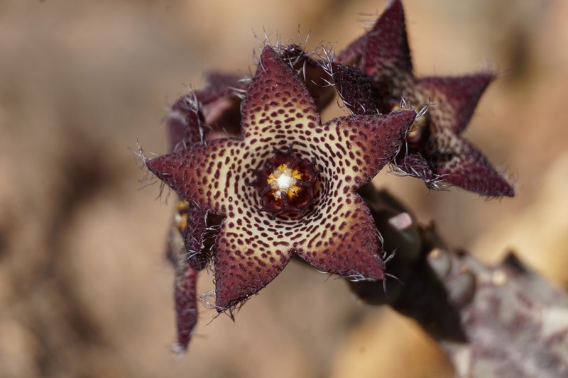 Apteranthes joannis photo 6