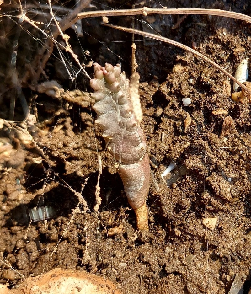 Apteranthes munbyana
