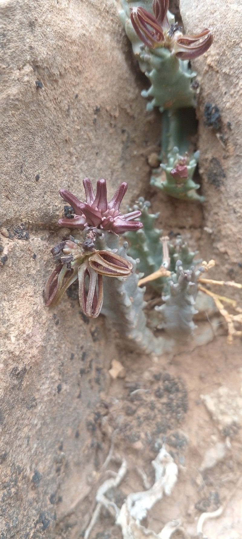 Apteranthes munbyana photo 2